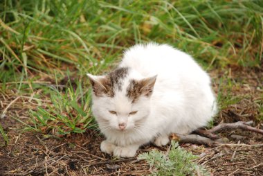 Kedi kedisi (Latince Felis Silvestris catus), kedigiller (Felis) familyasından bir kedi türü.)