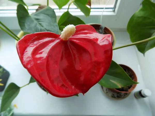 Anthurium Latince Anthrium Aroidler Araceae Familyasından Bir Bitki Familyası — Stok fotoğraf