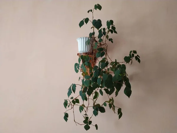 クラウントン フラット Crton ユフォルビア科植物属 ユーフォルビア科 — ストック写真