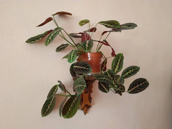 Crowton Lat Crton Geslacht Van Planten Van Familie Euphorbia Euphorbiaceae — Stockfoto