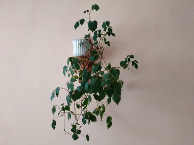 Crowton (lattır. Crton) - Euphorbia (Euphorbiaceae) familyasının bitki cinsi)