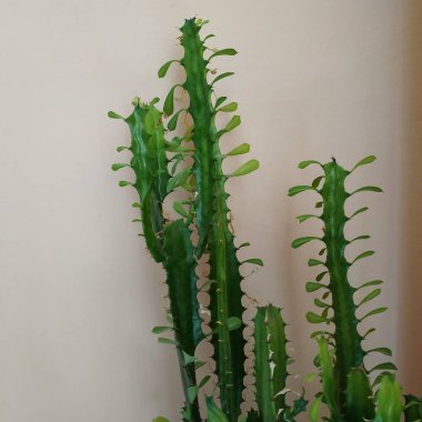 Atatürk üçgen veya Euphorbia trigrated (lat. Euphorbia trigona)
