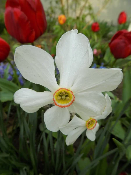 Nergis Narcissus Monocotyledons Amarillosis Aileden Cinsi — Stok fotoğraf