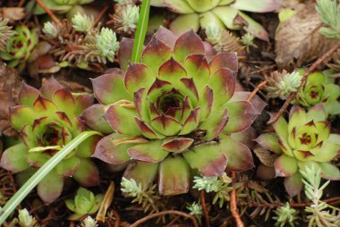 Modern (Sempervivum Latince) - besleyici (Crassulaceae) ailesinde sulu bitkilerin cinsi).
