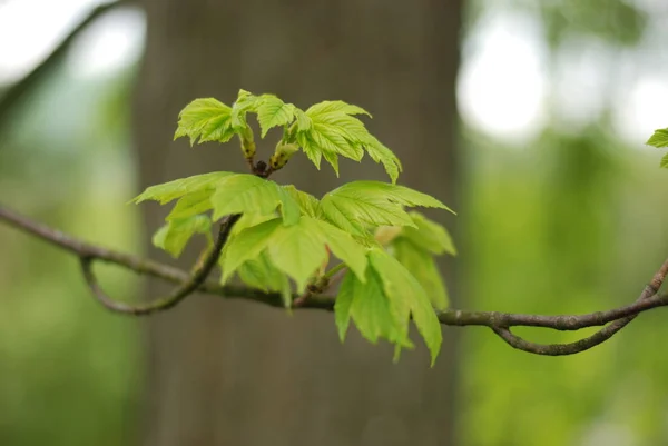 Maple Acer Una Famiglia Alberi Arbusti Della Famiglia Sapindov — Foto Stock