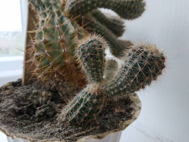 Kaktüs (Kaktaceae) - karanfil (Caryophyllales) familyasından sulu bitkiler familyasıdır.)