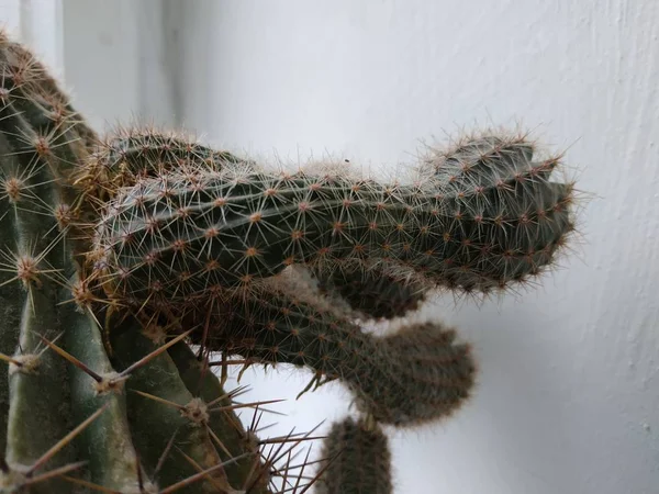 Cactus Cactaceae Familia Plantas Suculentas Del Orden Del Clavel Caryophyllales —  Fotos de Stock