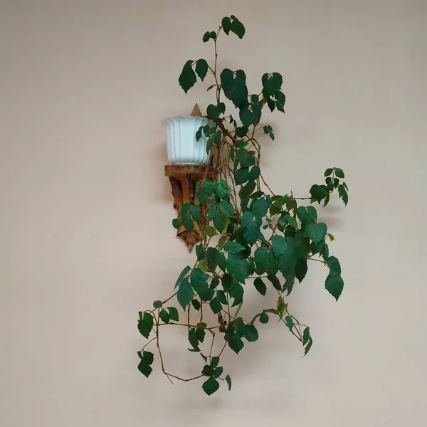 Кроутон Лат Crton Род Растений Семейства Euphorbia Евфорбиевые — стоковое фото