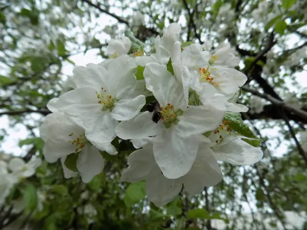 Elma çiçeği, Bahar motifi