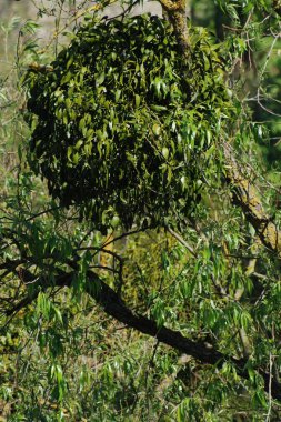 Ökseotu, Ivilga (Viscum) - Santal ailesinin yarı asalak çalılarının cinsi - Loranthaceae.