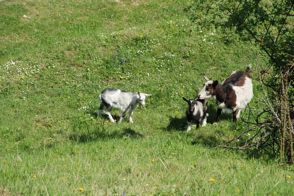 Inhemsk Get Lat Capra Hircus — Stockfoto