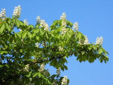 Castanese (Castanea Tourn) kayın giller (Castanea Tourn) familyasından bir bitki familyası..