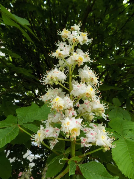 Castanese Castanea Tourn Семейство Растений Семейства Буковых — стоковое фото