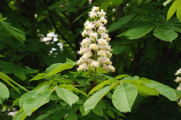 Castaezen Castanea Tourn Een Familie Van Planten Uit Familie Van — Stockfoto