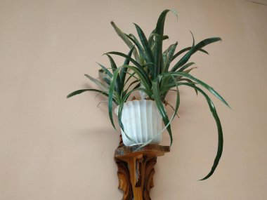 Epiphyllum (lat. Epiphyllum) - kaktüs ailesinin epifitik kaktüsü cinsi.