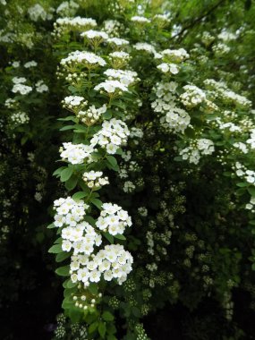 Ortanca pedikül veya tırmanma