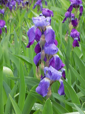 Iris, ya da Kasatik, ya da Horoz (lat. ris)