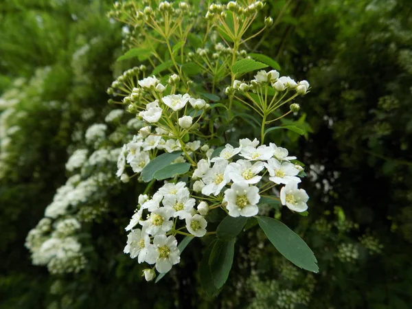 Hydrangea Pedicle Climbing — Stock Photo, Image