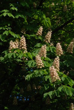 Castanese (Castanea Tourn) kayın giller (Castanea Tourn) familyasından bir bitki familyası..