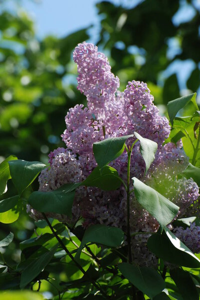 The branch burgundy lilac