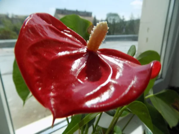 Anthurium Lateinisch Anthrium Eine Familie Immergrüner Pflanzen Aus Der Familie — Stockfoto