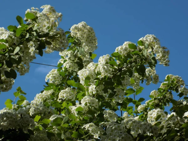 Hortensienstammbaum Oder Klettern — Stockfoto