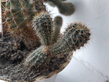 Kaktüs (Kaktaceae) - karanfil (Caryophyllales) familyasından sulu bitkiler familyasıdır.)