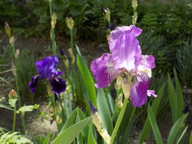 Iris, ya da Kasatik, ya da Horoz (lat. ris)