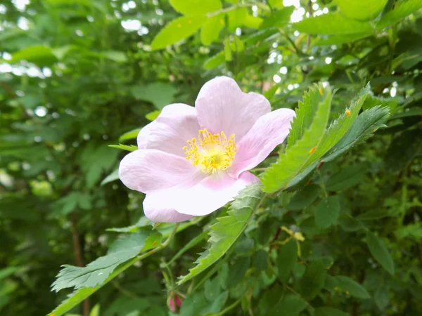 Ροδοψάρι Τριαντάφυλλο Rosa Canina — Φωτογραφία Αρχείου
