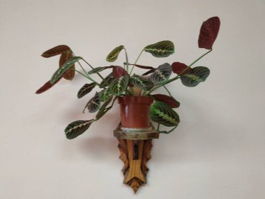 Crowton (lattır. Crton) - Euphorbia (Euphorbiaceae) familyasının bitki cinsi)