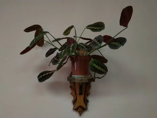 Crowton Lat Crton Género Plantas Familia Euphorbia Euphorbiaceae —  Fotos de Stock