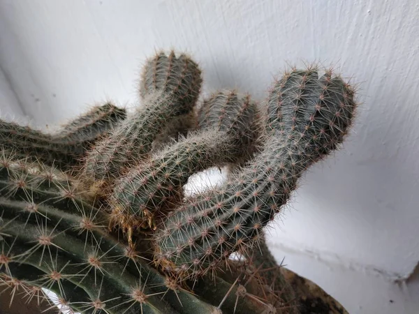 Cactus Cactaceae Familia Plantas Suculentas Del Orden Del Clavel Caryophyllales —  Fotos de Stock