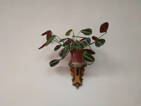 Crowton Inglês Crton Género Botânico Família Euphorbia Euphorbiaceae — Fotografia de Stock