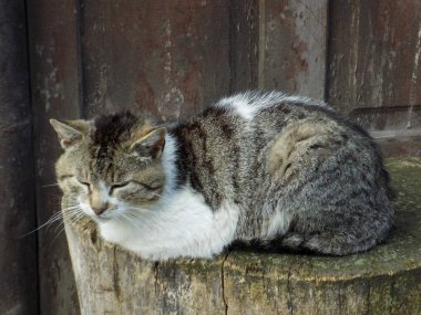 Kedi kedisi (Latince Felis Silvestris catus), kedigiller (Felis) familyasından bir kedi türü.)