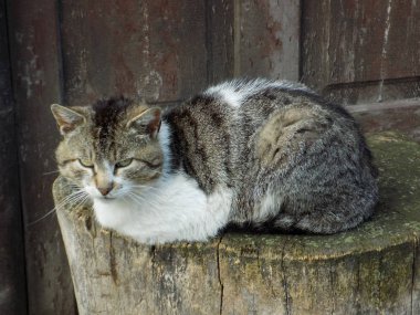 Kedi kedisi (Latince Felis Silvestris catus), kedigiller (Felis) familyasından bir kedi türü.)