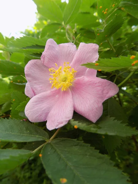 Cachorro Rosa Rosa Canina — Fotografia de Stock