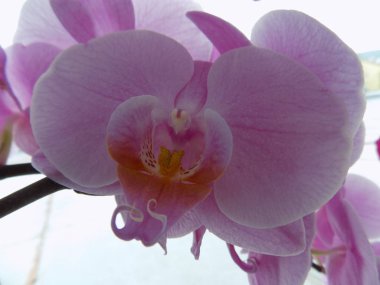 Zozuliantsev ya da Orchidaceae (Orchidaceae) - bitkisel bitkilerin uzun ömürlü karasal veya epifiz bitkilerin anavatanıdır.