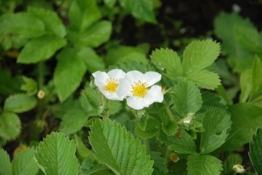 Bahçe için çilek, bahçe için çilek, ananas çilek