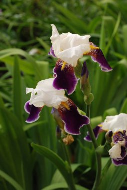 Iris, ya da Kasatik, ya da Horoz (lat. ris)