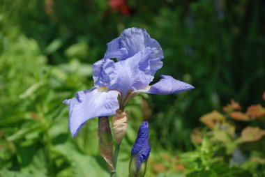 Iris, ya da Kasatik, ya da Horoz (lat. ris)