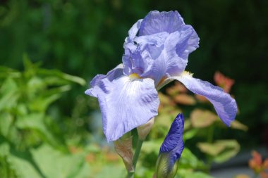 Iris, ya da Kasatik, ya da Horoz (lat. ris)