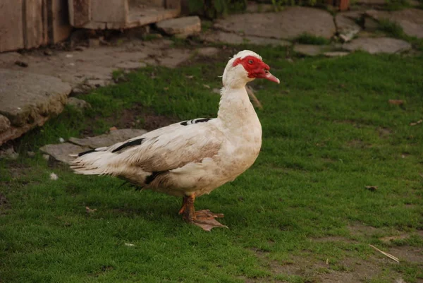 Muziekeend Cairina Moschata Sparren — Stockfoto