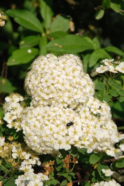 绣球花或攀爬 — 图库照片