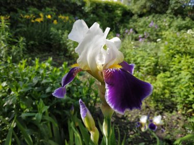 Iris, ya da Kasatik, ya da Horoz (lat. ris)