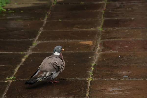 Columba Palumbus Ptak Rodziny Columbidae — Zdjęcie stockowe