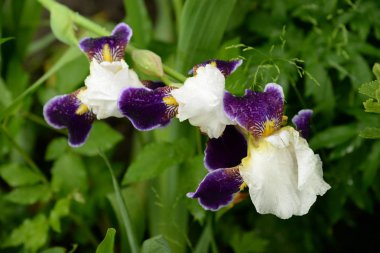 Iris, ya da Kasatik, ya da Horoz (lat. ris)