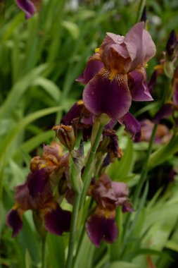 Iris, ya da Kasatik, ya da Horoz (lat. ris)