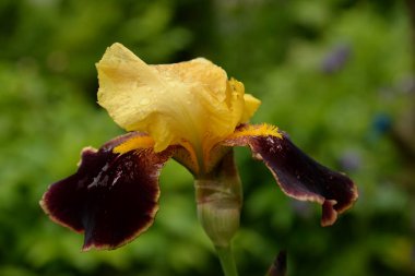 Iris, ya da Kasatik, ya da Horoz (lat. ris)