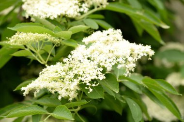 Buzzum (Sambucus) - Pepper (Adoxaceae) familyasından çiçekli bitkilerin bir cinsine)