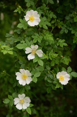 Köpek Balığı Gül (Rosa Canina)